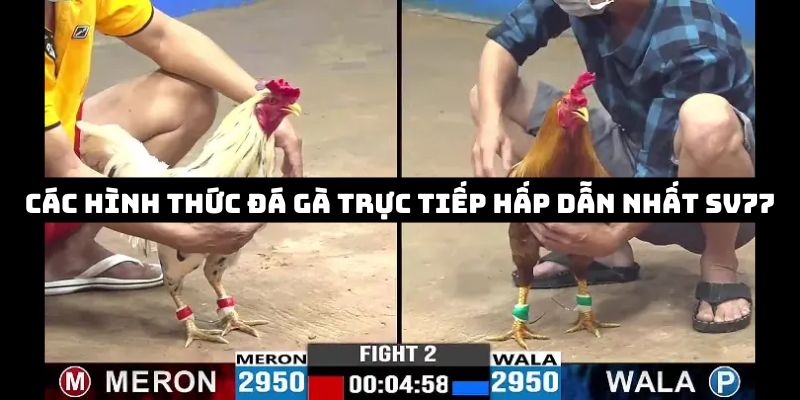 đá gà trực tiếp