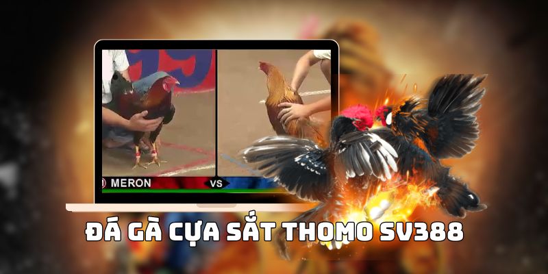 đá gà sv388
