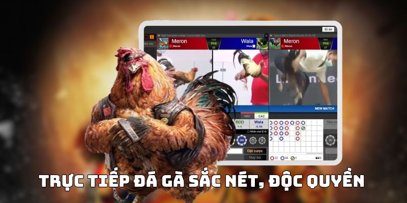 đá gà sv388