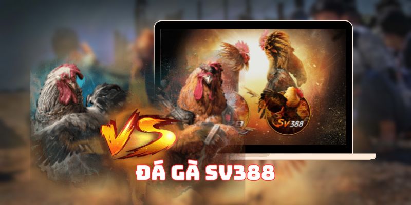 đá gà sv388