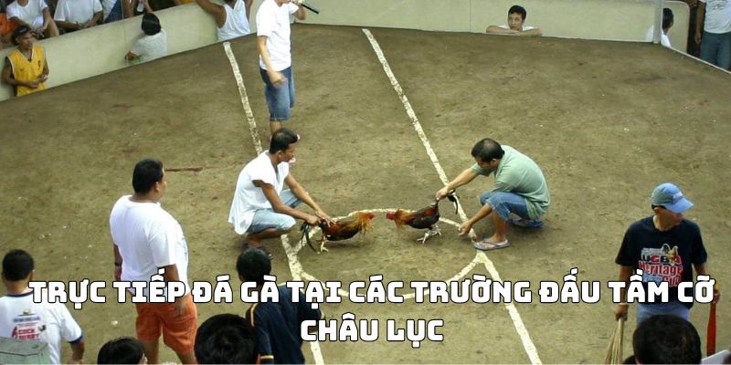 đá gà trực tiếp