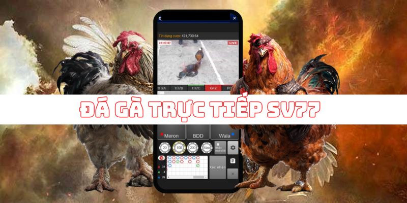đá gà trực tiếp