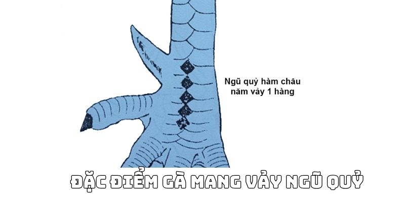 vảy gà ngũ quỷ