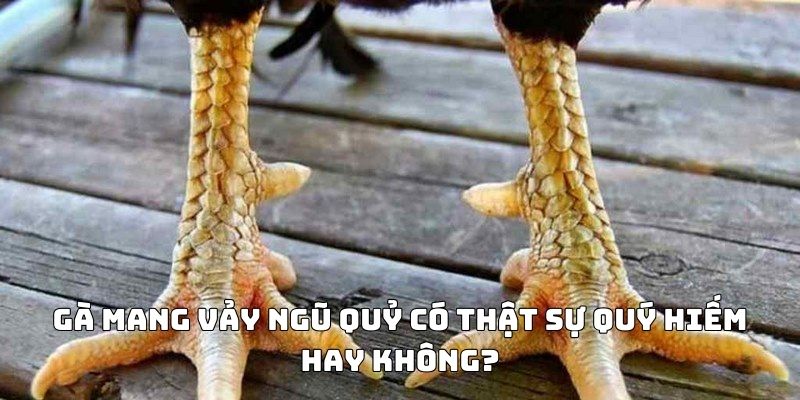 vảy gà ngũ quỷ