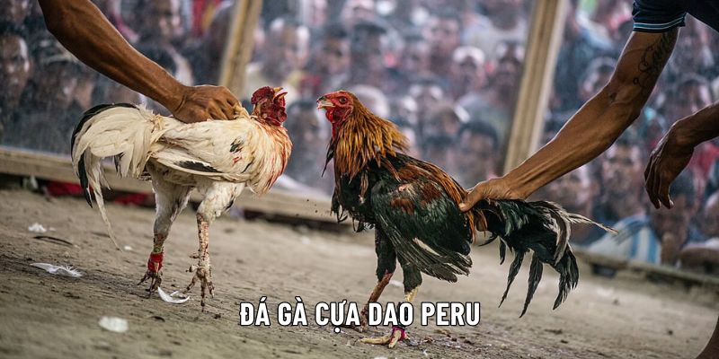 đá gà cựa dao