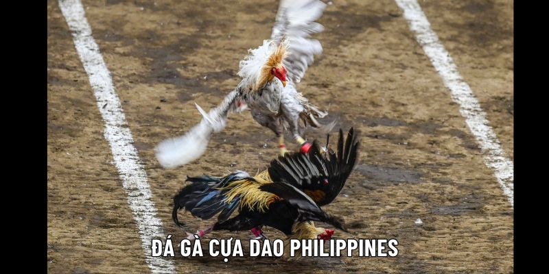 đá gà cựa dao