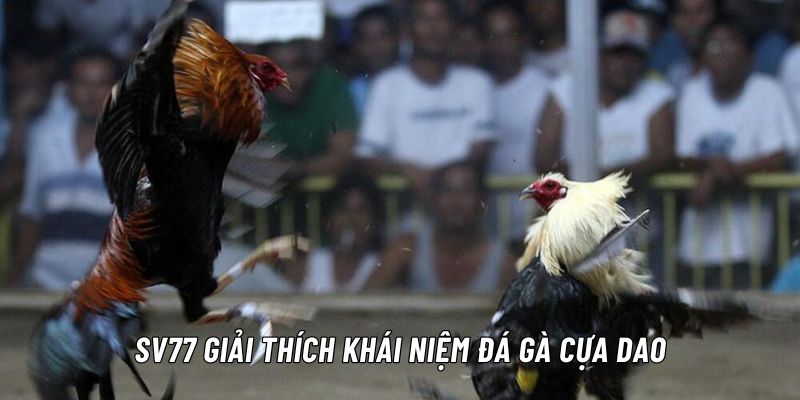 đá gà cựa dao