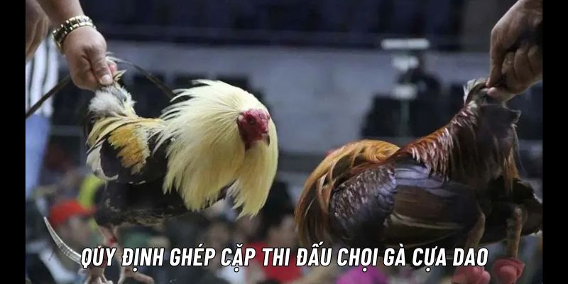 đá gà cựa dao