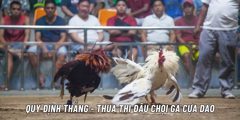 đá gà cựa dao