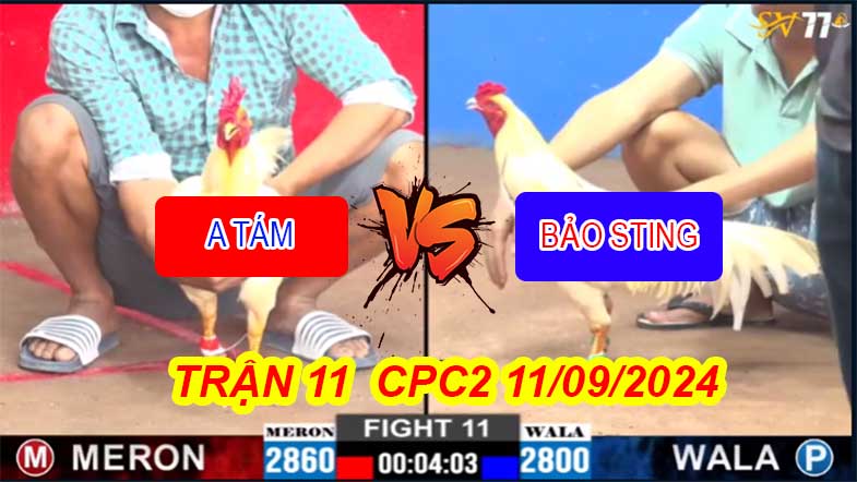 Trận 11 CPC2 11/09/2024 – Gà Bướm Bảo Sting Chiến Tung Hoành