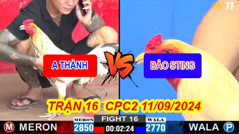 Trận 16 CPC2 11/09/2024 – Gà Anh Thành Hạ Gà Anh Bảo Sting