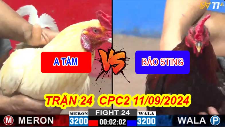 https://sv77.live/tran-24-cpc2-ngay-11-09-2024-a-tam-bao-sting/