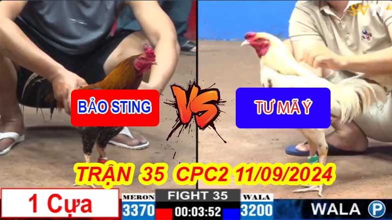 Trận 35 CPC2 11/09/2024 – Gà Bảo Sting Chấp Đá 1 Cây Cựa Lụm Lúa