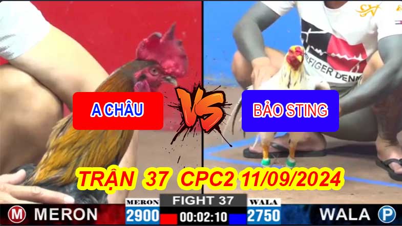 Trận 37 CPC2 11/09/2024 – Anh Châu Không Chịu Nhiệt Nổi Với Anh Bảo Sting