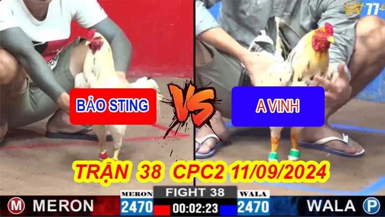 Trận 38 CPC2 11/09/2024 – Gà Anh Vinh Đá Anh Bảo Sting Té