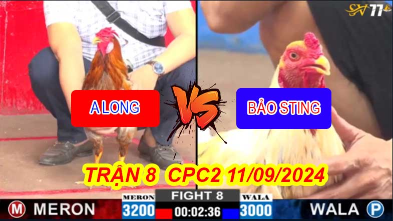 Trận 8 CPC2 11/09/2024 – Anh Bảo Sting Bị Anh Long Chấm Dứt