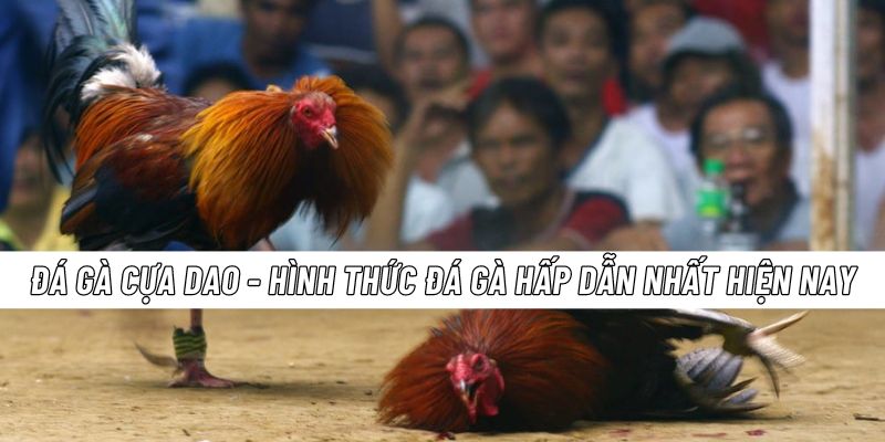 đá gà cựa dao