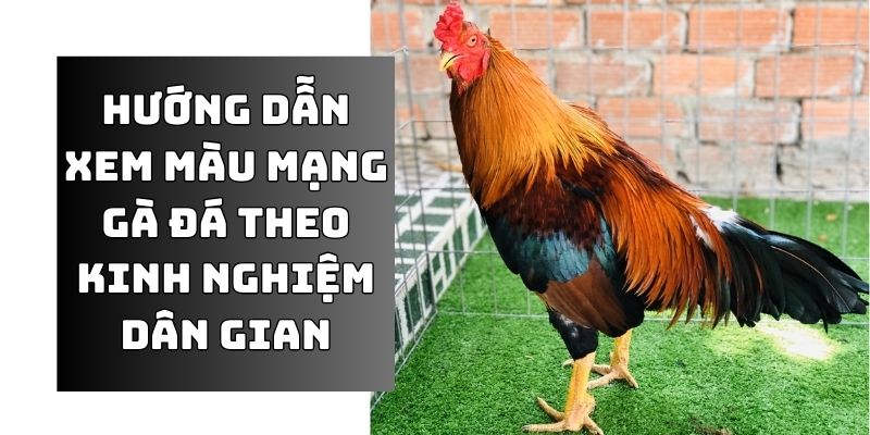 xem màu mạng gà đá
