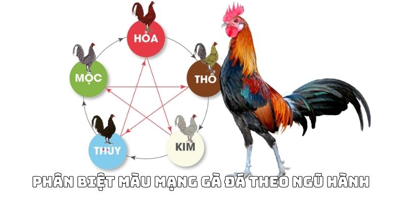 xem màu mạng gà đá